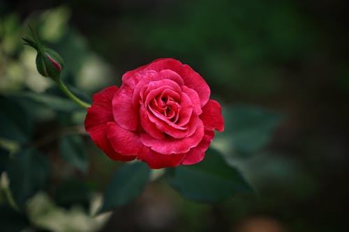 A single red rose is shown in this photo