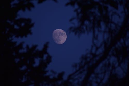 Moon between the trees