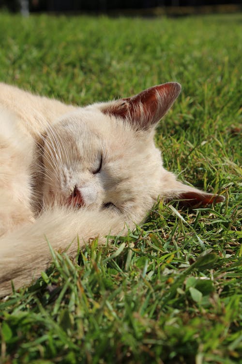 Gratis stockfoto met aarde, dierenfotografie, gras