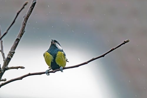 Fotos de stock gratuitas de carbonero, herrerillo, lluvia