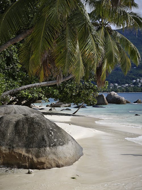 Palm Tree on Tropical Sea Shore