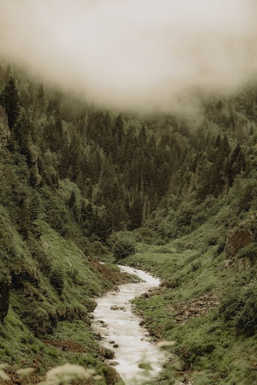 Free A tranquil stream flows through a lush, mist-covered forest landscape, creating a serene atmosphere. Stock Photo