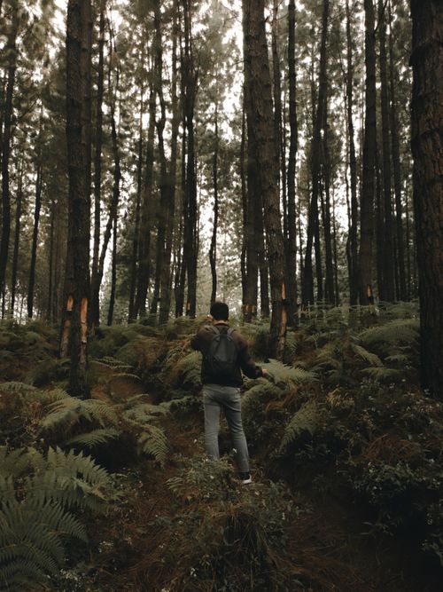 Free A man hiking through a lush, fern-filled forest, capturing the beauty of nature. Stock Photo
