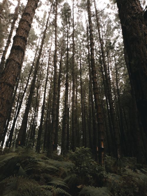 Free Stunning upward perspective of a dense evergreen forest with towering trees and lush ferns. Stock Photo