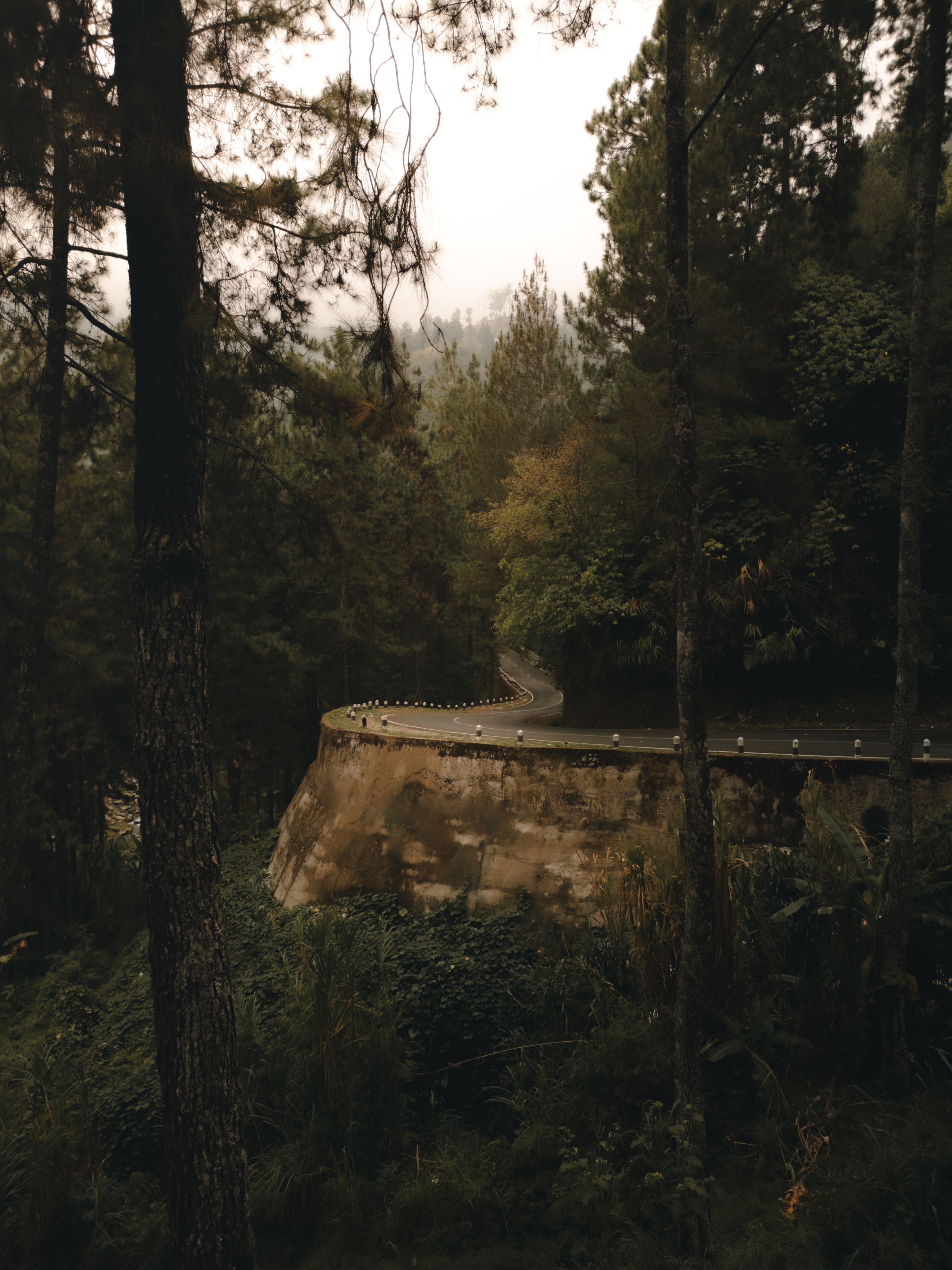 A road in the woods with trees on both sides · Free Stock Photo