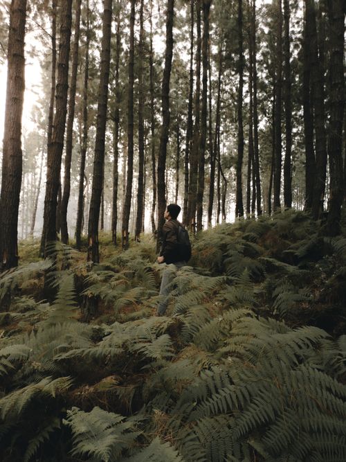 Free A man standing amidst tall ferns in a peaceful pine forest. Stock Photo