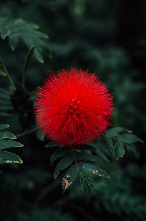 Бесплатное стоковое фото с calliandra haematocephala, вертикальный выстрел, завод