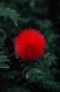 Calliandra haematocephala Flower in Close-up Photography