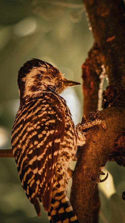 動物攝影, 啄木鳥, 垂直拍摄 的 免费素材图片