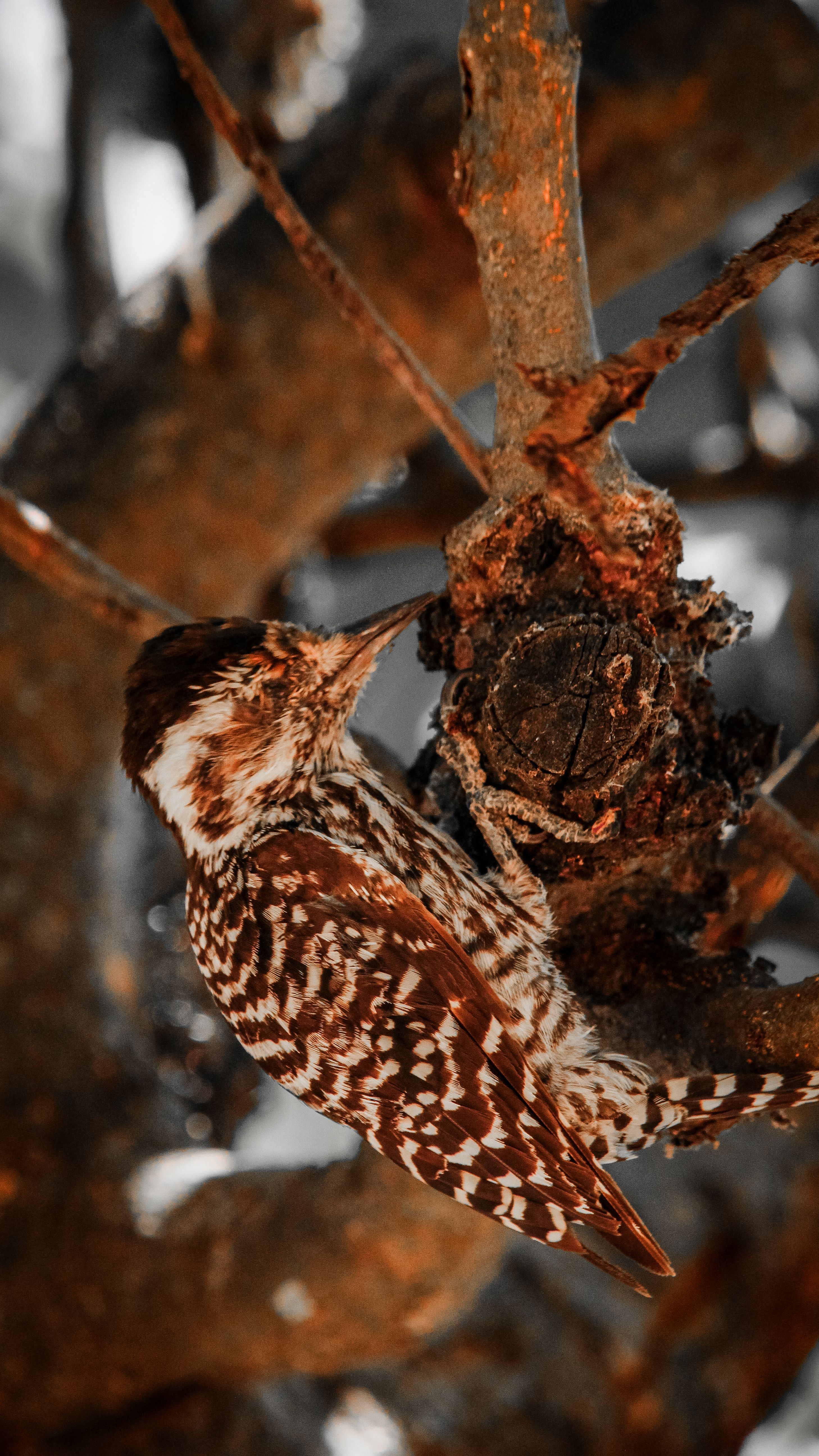 Checkered Woodpecker Bird · Free Stock Photo