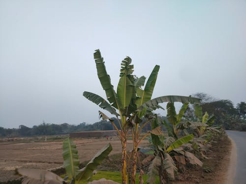 banana tree in Bangladesh 