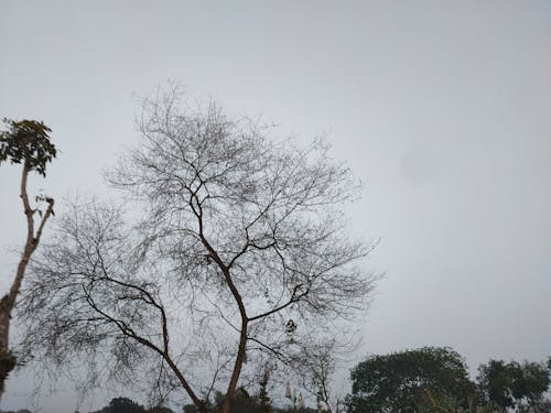 ağaç, yol içeren Ücretsiz stok fotoğraf