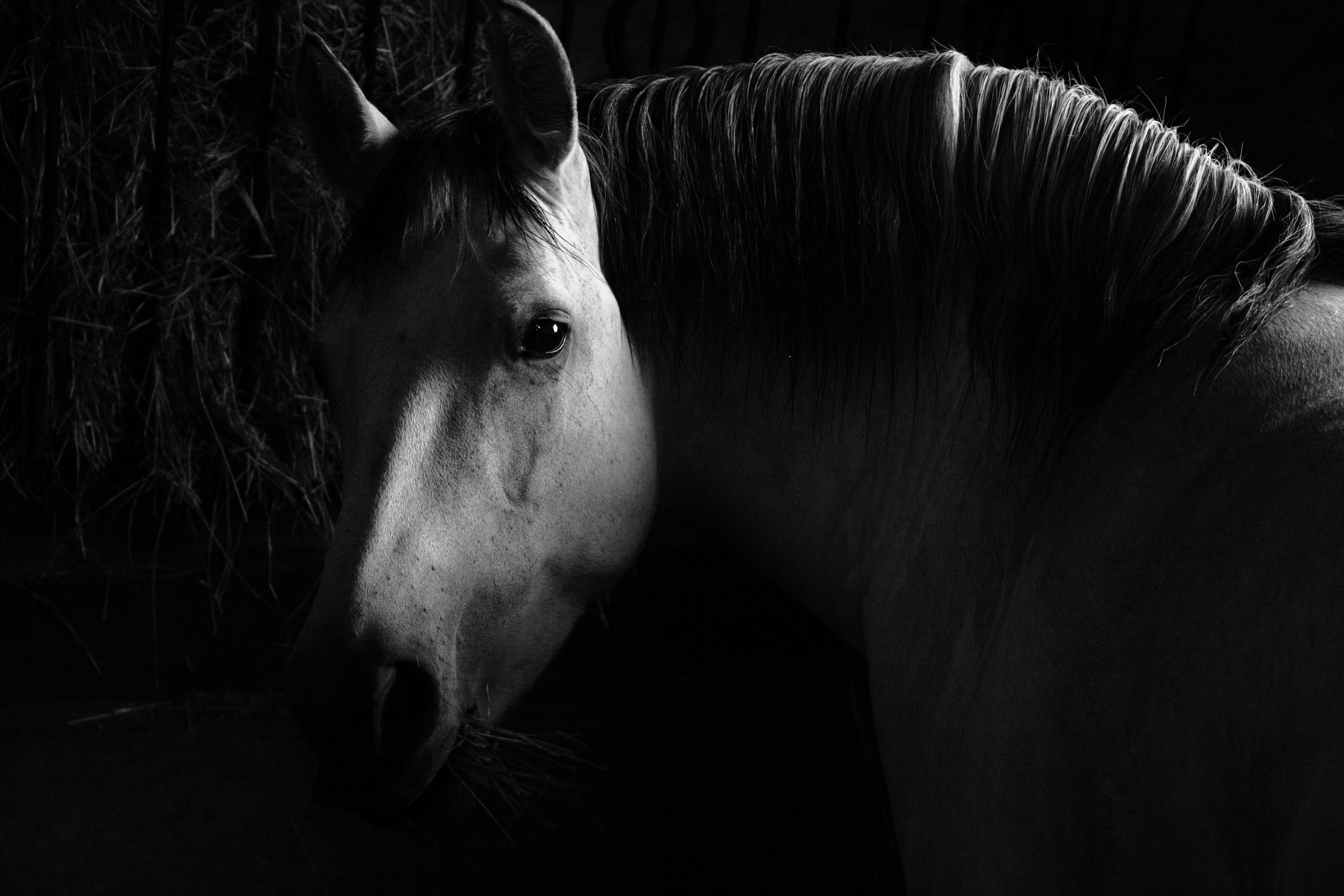 Veterinary care for a horse