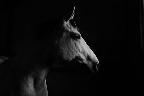 Horse in Black and White