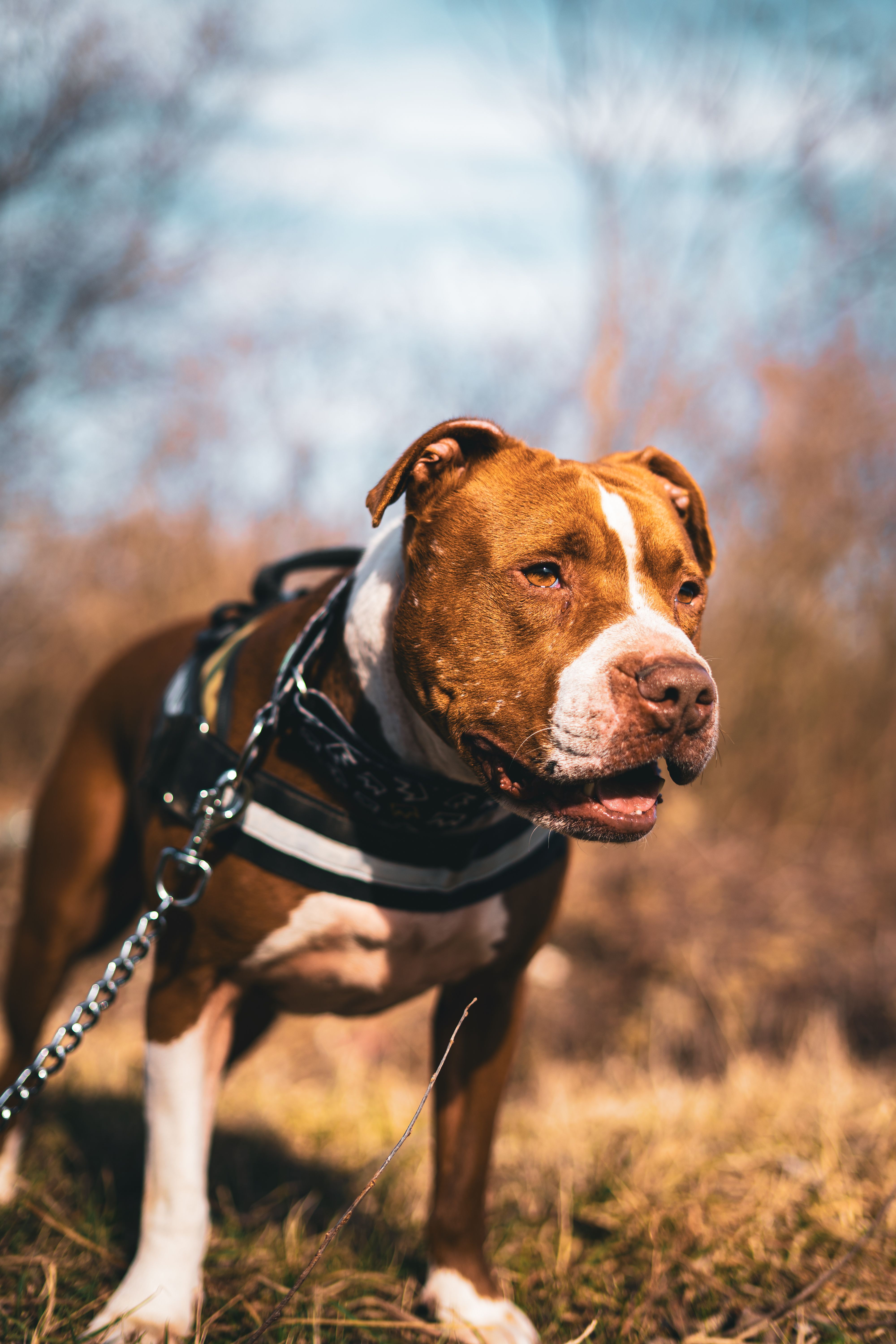 Close-up of a brown pitbull wearing a harness and leash, set outdoors