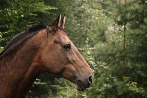 Free Close-up of a brown horse amidst a green forest, showcasing natural beauty. Stock Photo