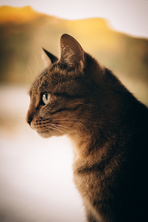 A cat looking out the window with a lake in the background