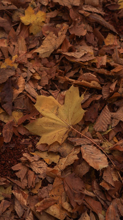 Autumn Leaves on Ground