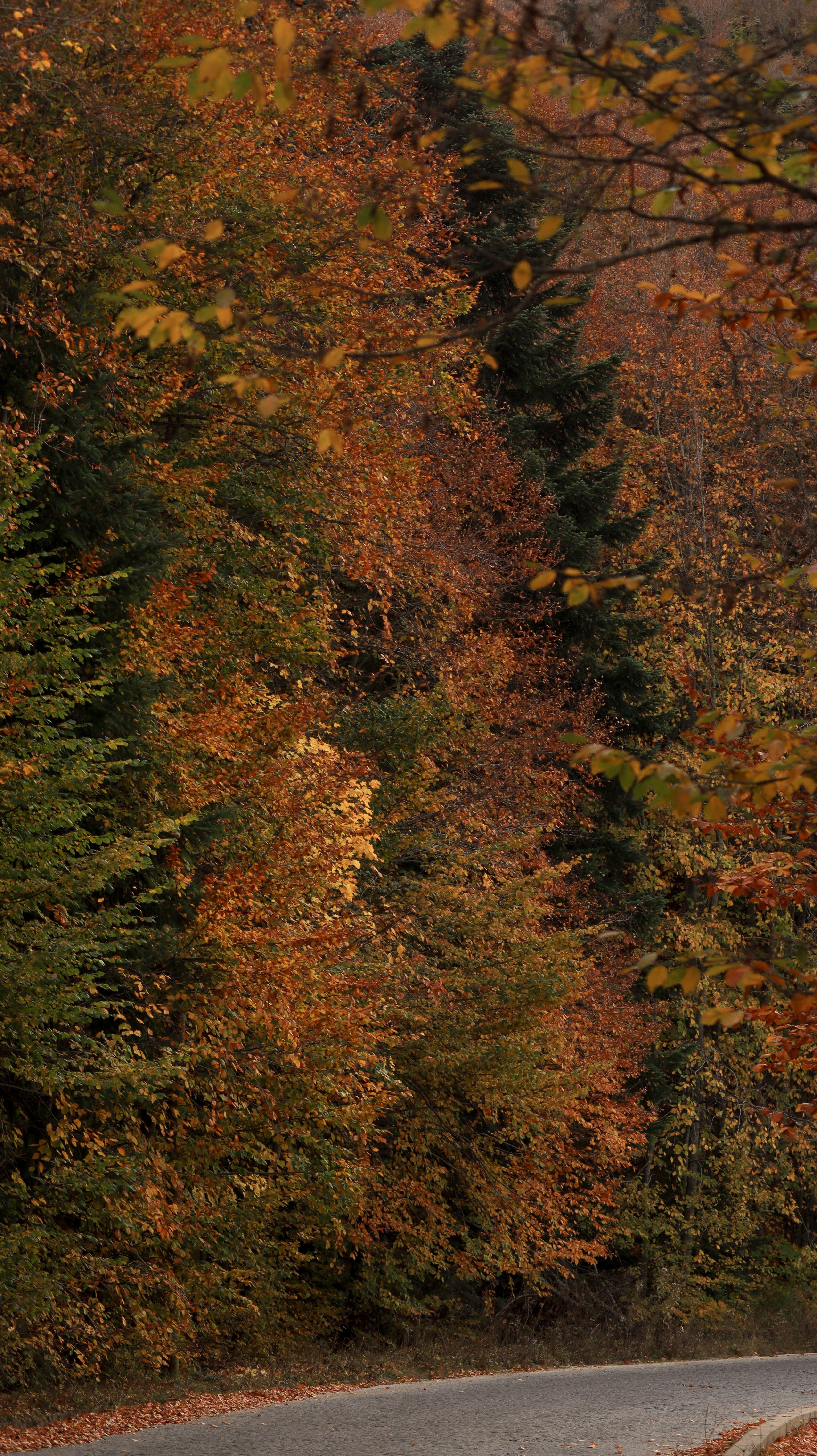 A peaceful road winding through a vibrant forest during the autumn season.