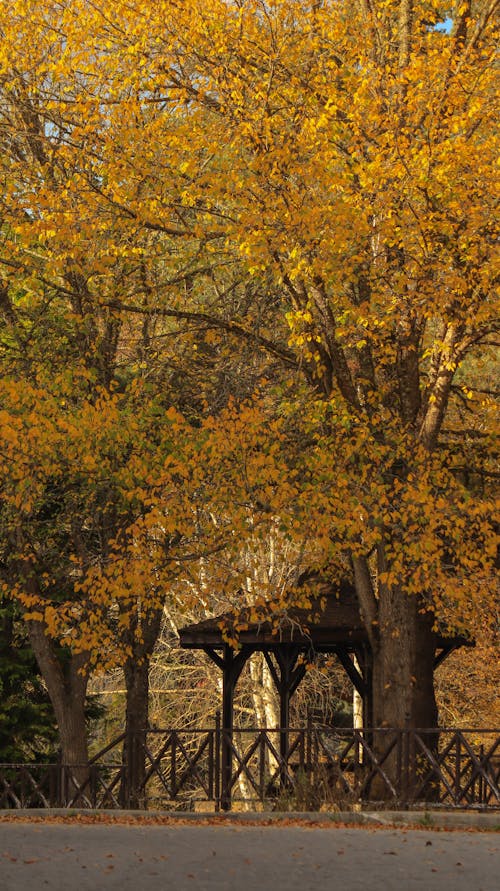 Yellow Trees in Park in Autumn