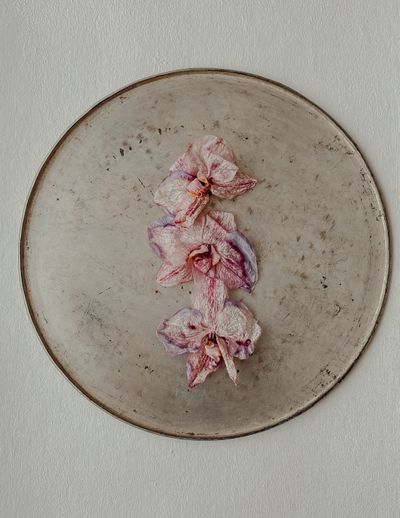 Dried orchid petals on a ceramic plate — photo by Agnese Lunecka on Pexels