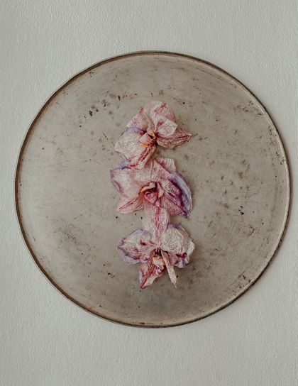Dried pink orchid flowers arranged on a ceramic plate by Agnese Lunecka on Pexels