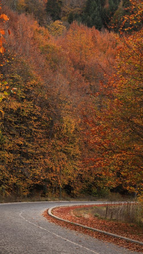 Free A winding road surrounded by vivid orange and red foliage during the fall season. Stock Photo