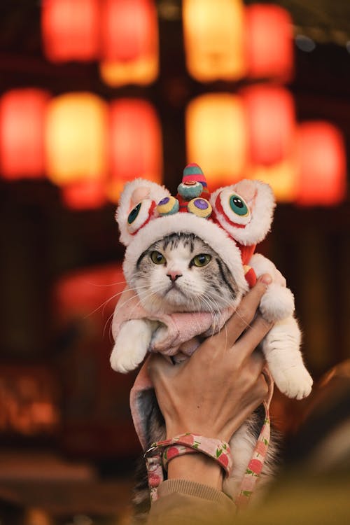 Adorable Cat in Hat