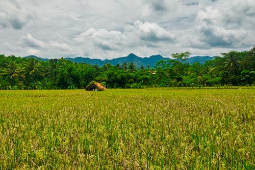 Free Vibrant rice fields under cloudy skies, set in Purwakarta's lush rural landscape. Stock Photo