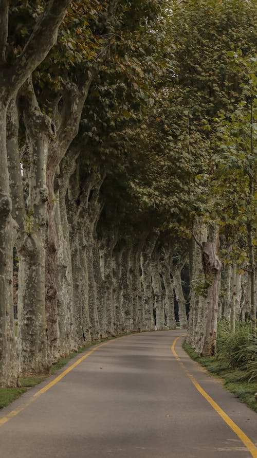 Foto profissional grátis de árvores, asfalto, desocupado