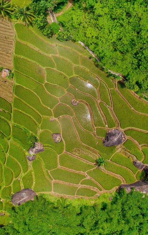 Free Beautiful aerial shot of lush green rice terraces surrounded by dense foliage. Stock Photo