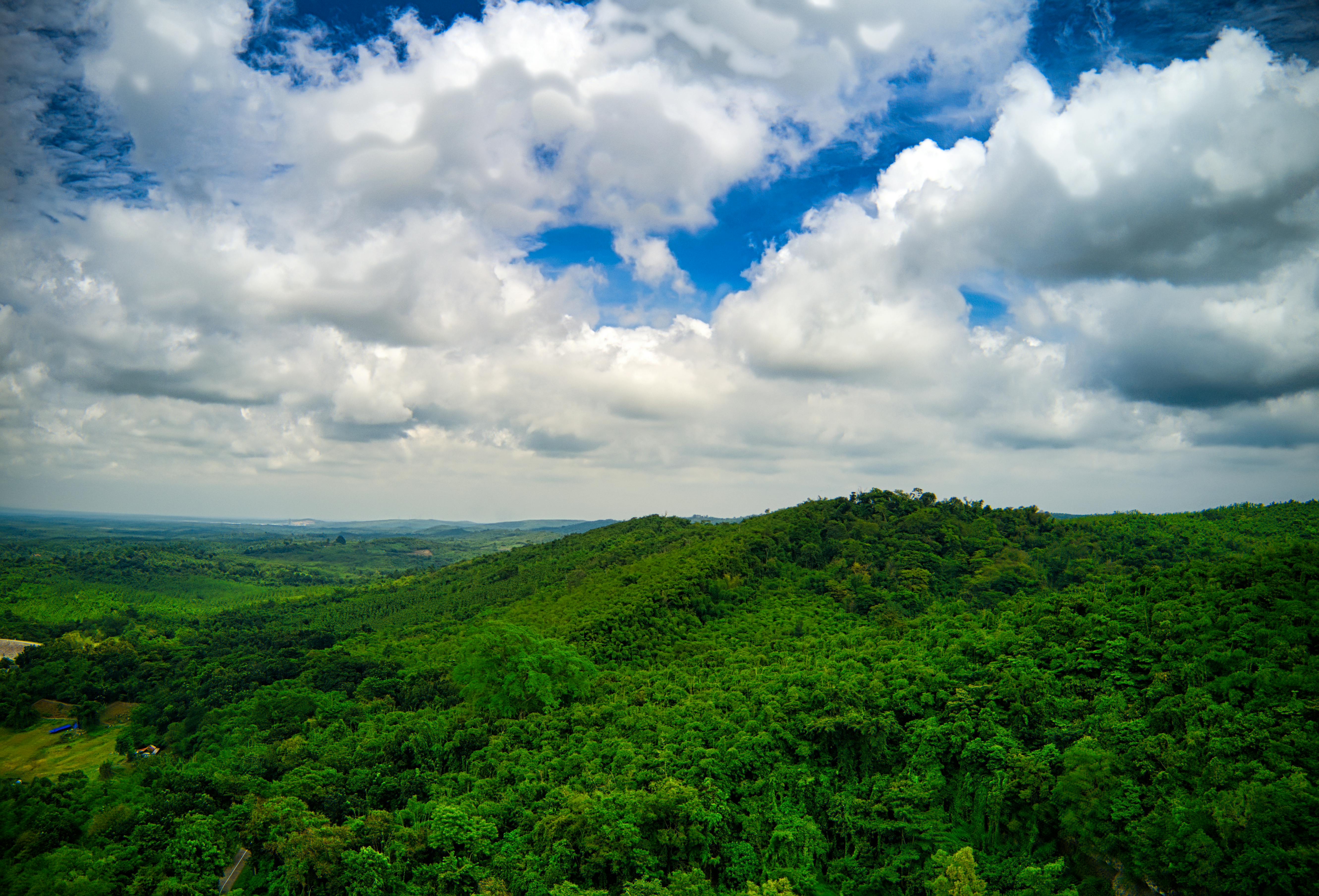 Hình Nền Nền Tổng Hợp Rừng, HD và Nền Cờ đẹp rừng nhân tạo, vườn rừng nền,  banner cây thiên nhiên để Tải Xuống Miễn Phí - Lovepik