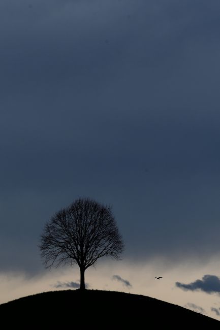A silhouette of a lone tree on a hill with a bird flying during twilight.