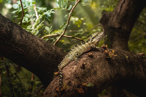 Dragão De água Da Austrália Se Aquecendo Ao Sol