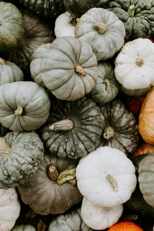 Calabazas De Cenicienta Reliquia En Otoño