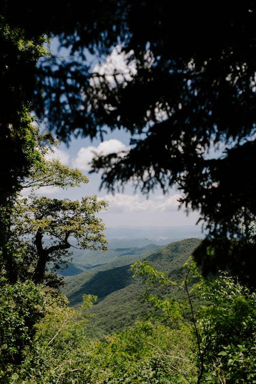 Kostenloses Stock Foto zu appalachian, ashville, bäume