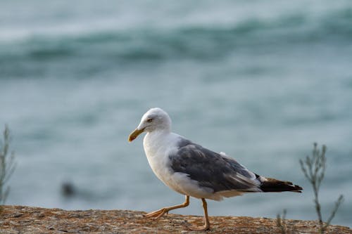 Gull Walking By The Sea