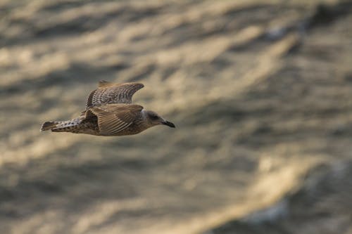 Foto profissional grátis de ave, beira-mar, castanho