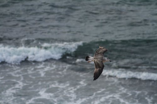 Kostenloses Stock Foto zu fliegen, meer, möwe