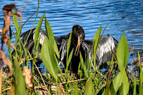 Gratis stockfoto met Amerika, beest, florida vogel