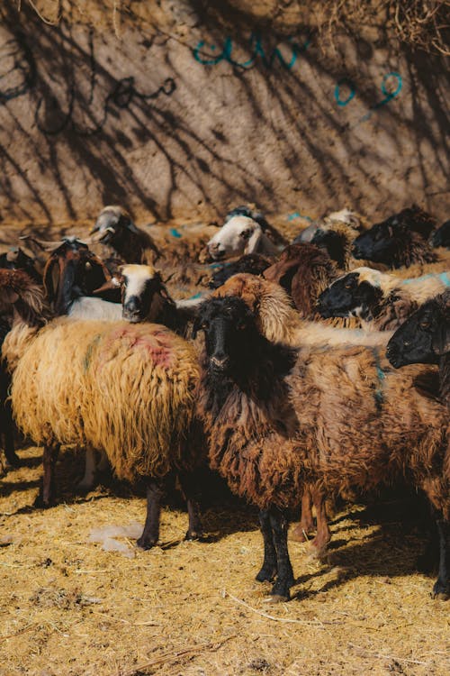 Kostenloses Stock Foto zu außerorts, herde, natur