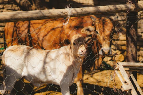 Бесплатное стоковое фото с домашний скот, забор, коровы