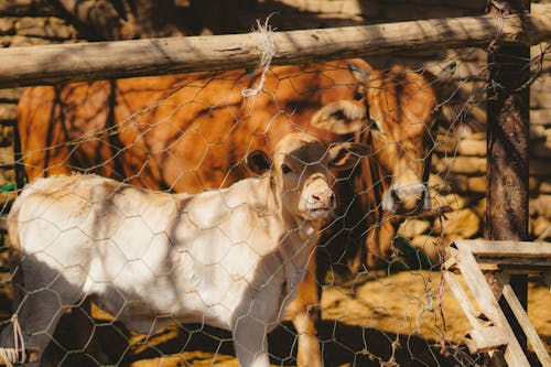 Cows and Calf behind Fence