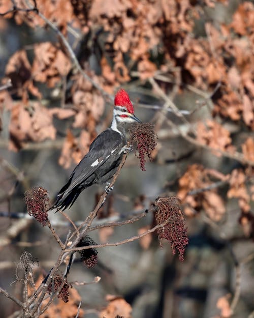 Woodpecker on Branch