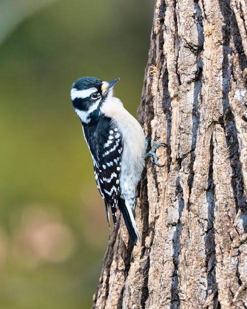 Downy Woodpecker on Tree