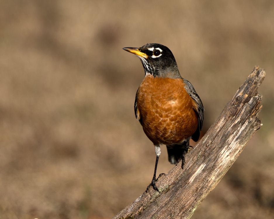 Robin In Nature American Robin in Nature · Free Stock Photo