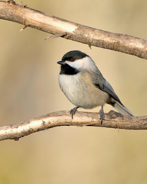 Kostenloses Stock Foto zu ast, baum, carolina chickadee