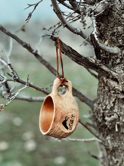 Foto d'estoc gratuïta de arbre, branca, copa