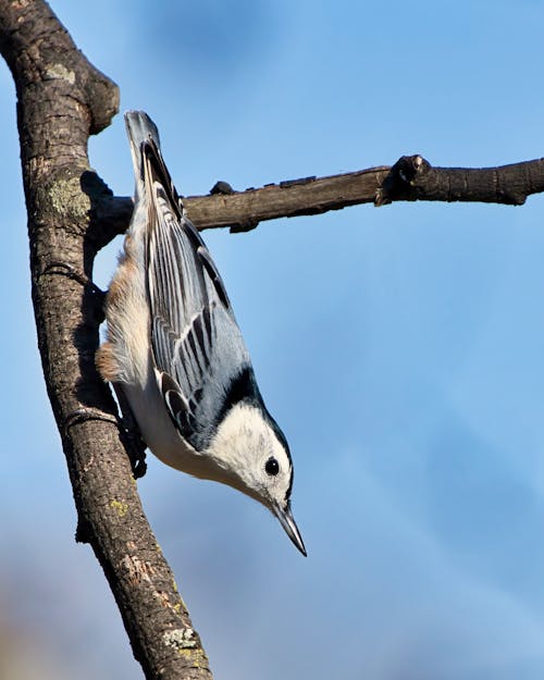 Fotobanka s bezplatnými fotkami na tému biely-breasted nuthatch, fotografie zvierat žijúcich vo voľnej prírode, hřadování