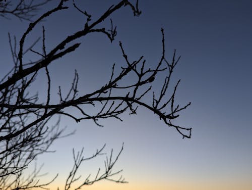 Silhouette of Tree Branches at Dusk 